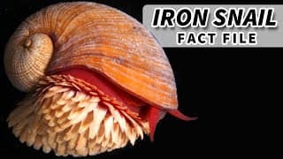 Iron Snail Facts |the SCALY SNAIL facts