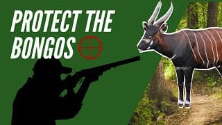 Beautiful and Rare African Antelope Could Become Extinct