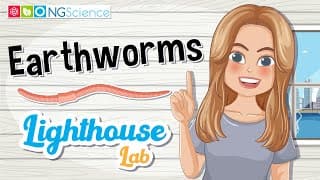 Lighthouse Lab – Earthworms
