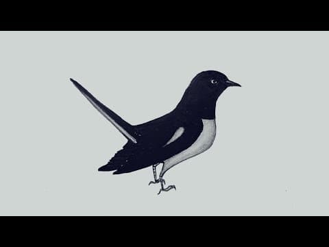How to draw Magpie Step by step easy and simple, Doyel art