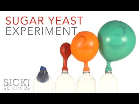 Sugar Yeast Experiment - Sick Science!