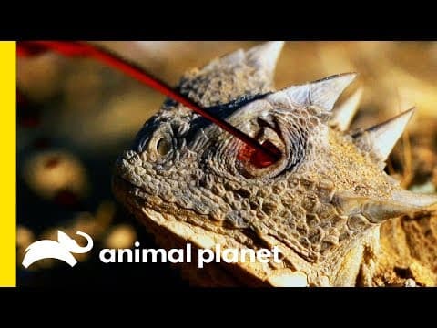 The giant horned lizards strength speed and blood-squirting defense