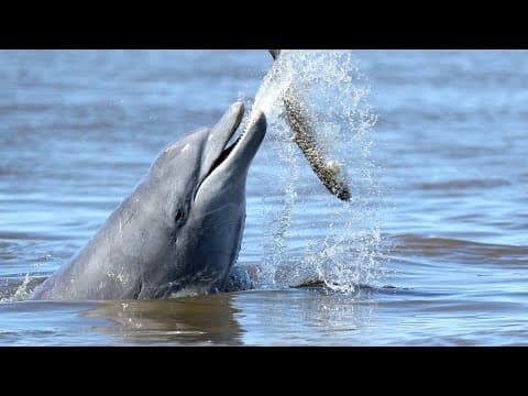Saving Lahille's Bottlenose Dolphins | Reports From The Frontline