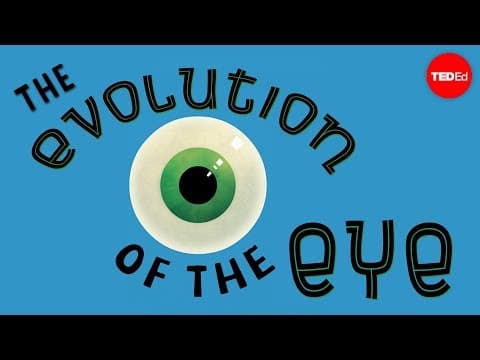 The evolution of the human eye - Joshua Harvey - YouTube