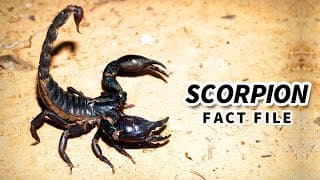 Scorpion Facts |the not so FATAL STING