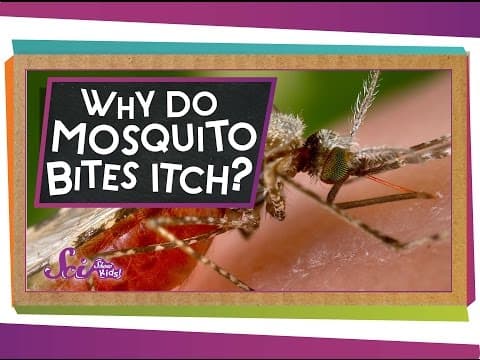 Why Do Mosquito Bites Itch?