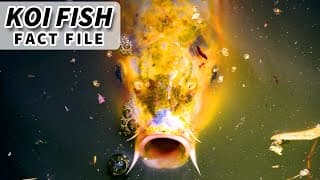 Koi Facts |a FISH that lives 200 YEARS