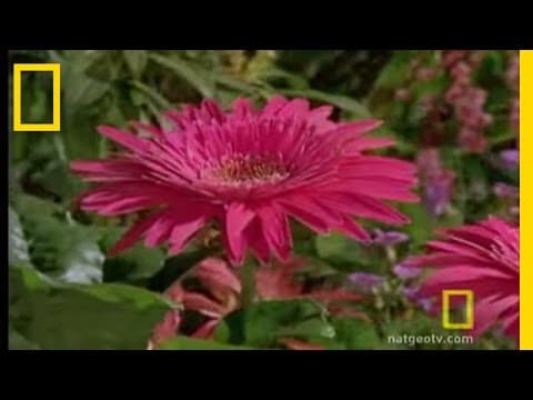 Bee vs. Jumping Spider | National Geographic - YouTube