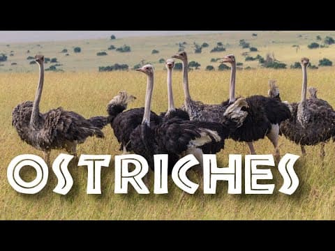 All About Ostriches for Children: Ostrich Video for Kids - FreeSchool