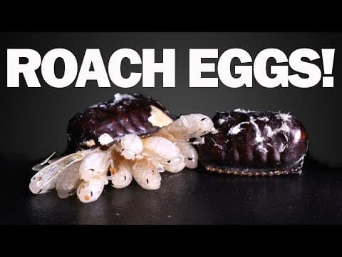 How do cockroach eggs hatch.