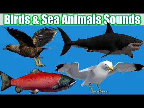 Animals Learning Entertainment Video for Kids Sea Animals & Birds
