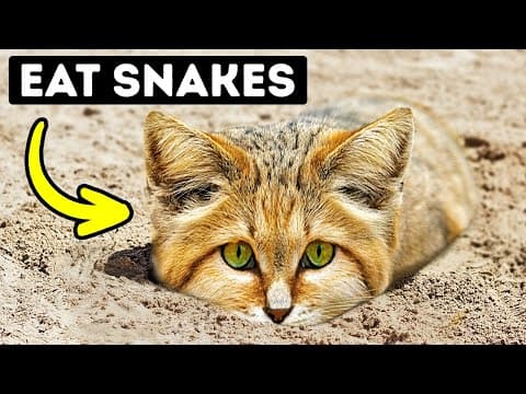 This Cat Doesn't Drink and Leaves No Pawprints