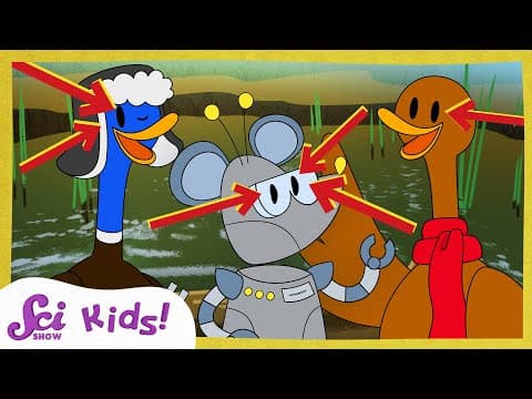 How Eyes Let Us See The World