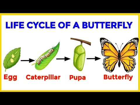 Life Cycle of a Butterfly | Life stages of a butterfly | Educational Video | EVS for class 4, 5 & 6