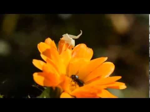 How do crab spiders catch their prey.
