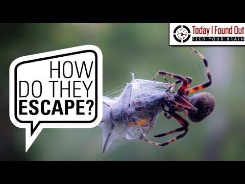 Why Don't Spiders Stick to Their Webs