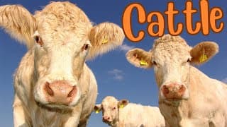 Cattle Unveiled A Closer Look at These Amazing Animals
