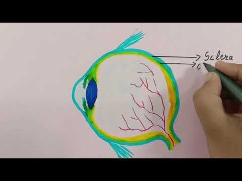 LEARN HOW TO DRAW HUMAN EYE UNDER 12 MINS