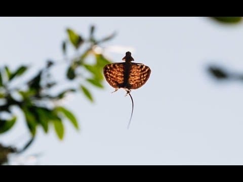 Flying Dragons Of The Jungle - Planet Earth II