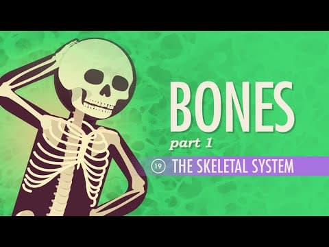 Human Skeletal System