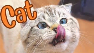 Purr-fectly Explained The World of Cats Unveiled