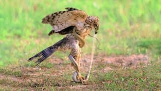 The Strongest Rivalries in the Animal Kingdom