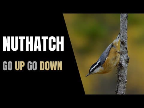 How do Yellowstone Bison survive harsh winters