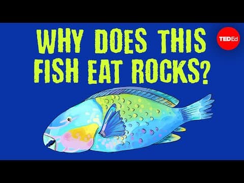 The big-beaked, rock-munching fish that protect coral reefs - Mike Gil - YouTube