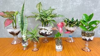 Plant Snake plants in the water Make beautiful transparent tabletop vase with plastic bottle