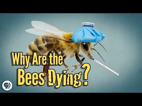 Why Are The Bees Dying? - YouTube
