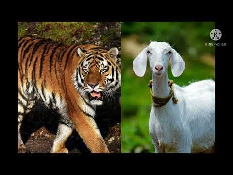పులి - మేక తెలివైన మేకపిల్ల - tiger and goat smart goat kid - stories for children