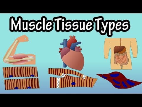 Muscle Tissue - Types Of Muscle Tissue - Structure Of Muscle Tissue