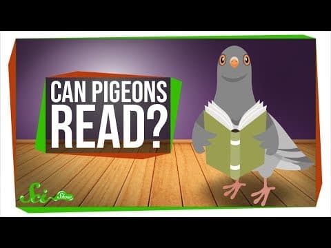 Can Pigeons Really Read
