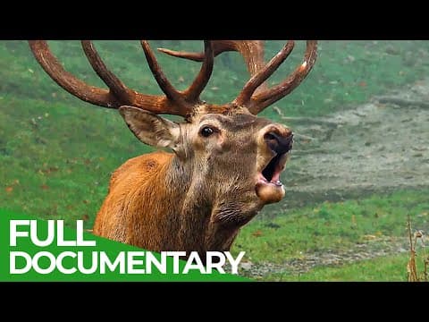 Defensive strategies-race of life-episode 9- owner free documentary nature