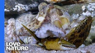 Giant Octopus Hunts and Crushes Crab Alive