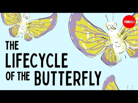 The life cycle of the butterfly - Franziska Bauer - YouTube
