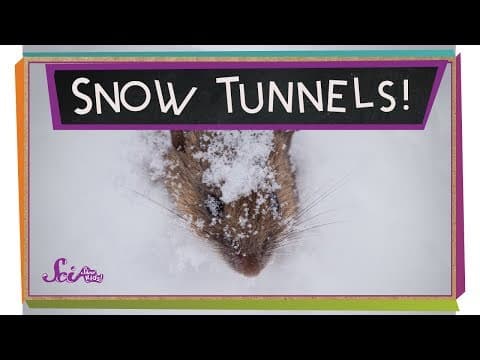 Tunnels in the Snow!