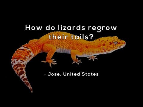 How do lizards regrow their tails