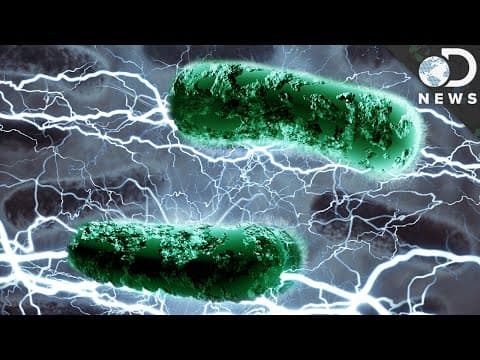 Can Bacteria Live Off Electricity?