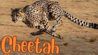 Cheetahs, The Worlds Fastest Land Animals