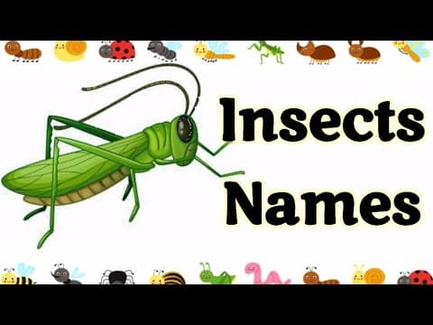 Insects name | Insects | Insects for kids | Insects name in English | Names of insects