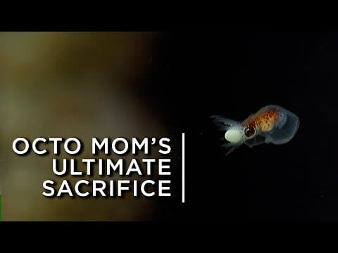 What do tamarins do when an ocelot climbs their tree