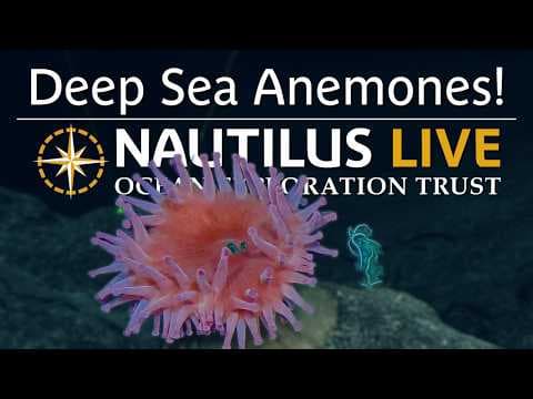 Deep-Sea Anemones of the Marshall Islands