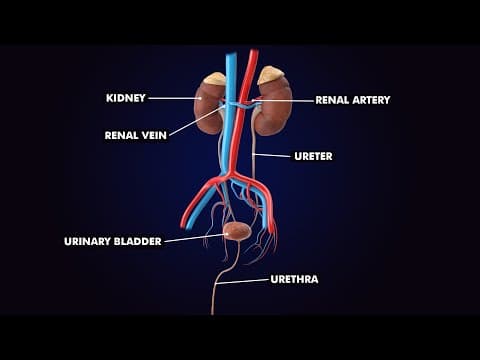 Urinary System for Beginners | Fun & Simple Explanation