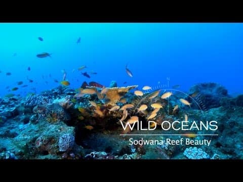 Coral Reef In Technicolour