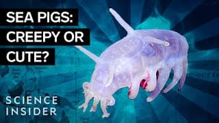 What's Inside The Mariana Trench?