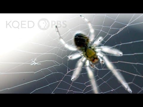 Is a Spider's Web a Part of Its Mind? | Deep Look - YouTube