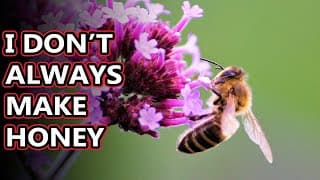 Bee facts |some eat meat | Animal Fact Files