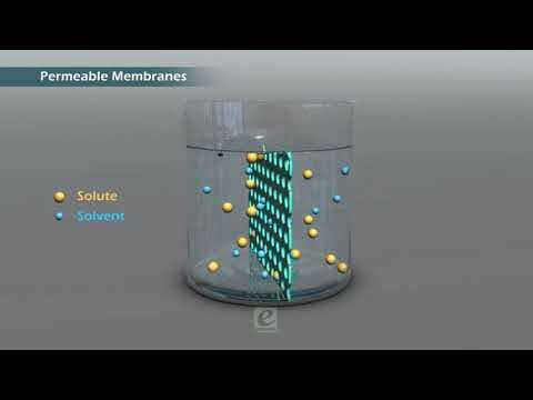 Cell Membrane-Plasma Membrane - Cell-Structure & Function - Biology