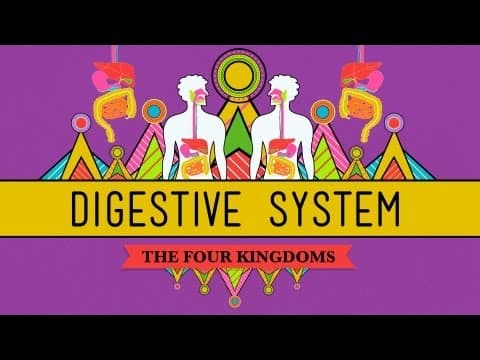 The Digestive System: CrashCourse Biology #28 - YouTube